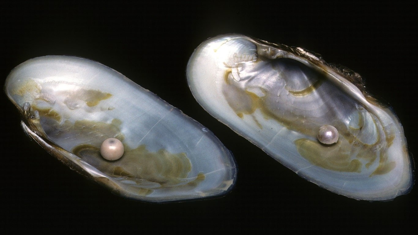 mussel pearls